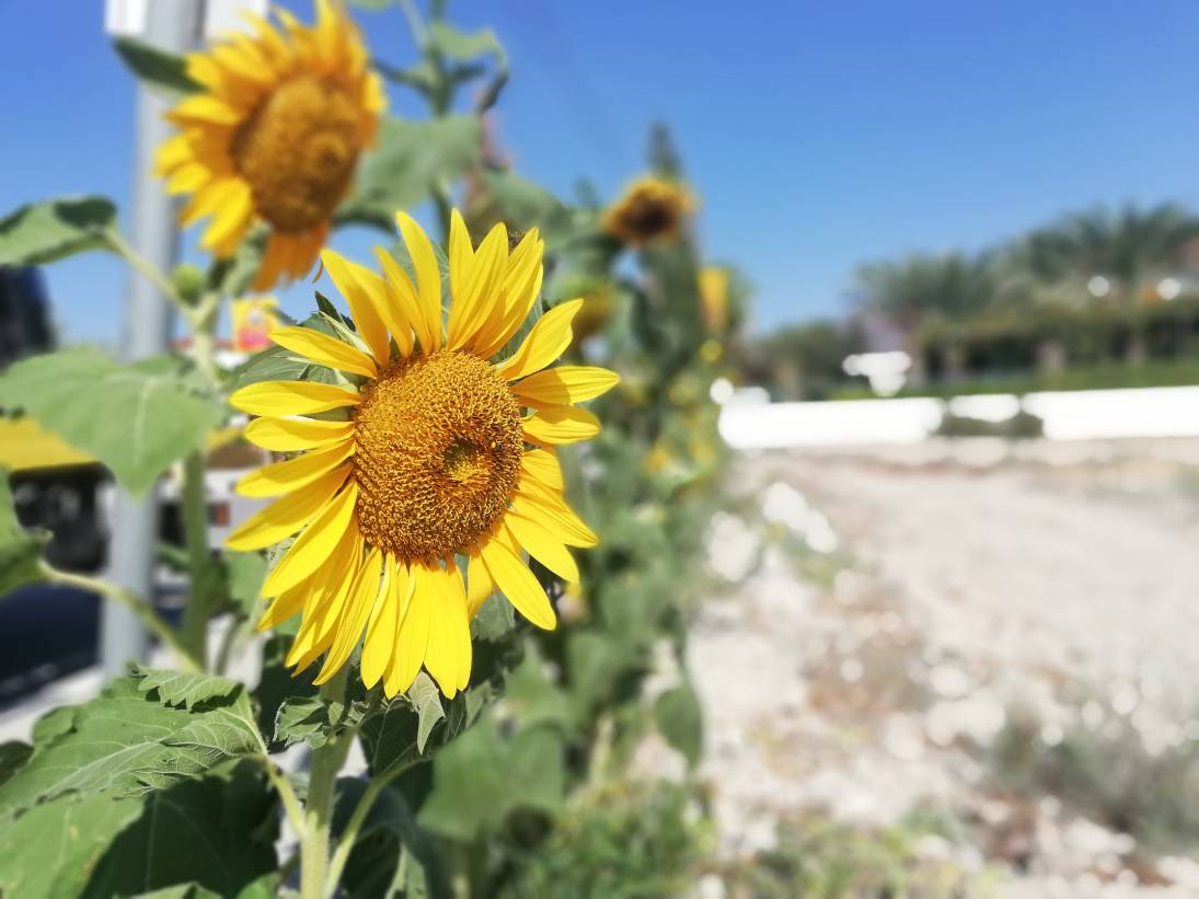 Ηλιοτρόπιο