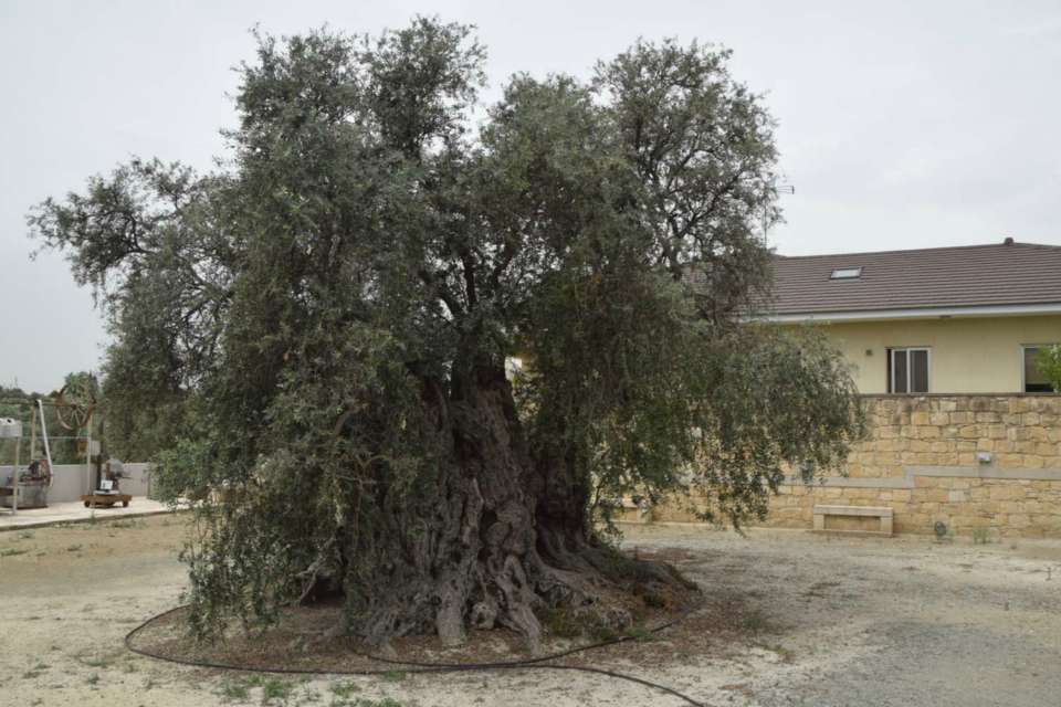 Αιωνόβια ελιά